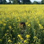 20150511_194354-W1100